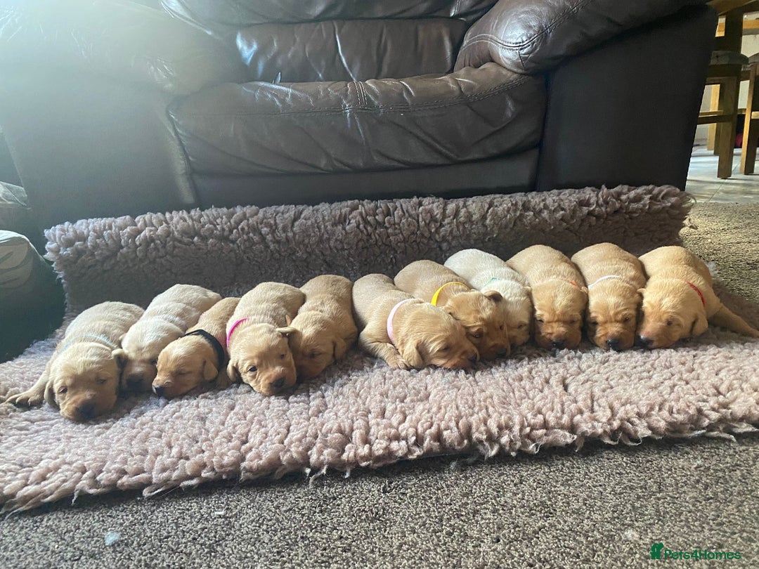 Labrador Retriever dogs for sale: Kc registered Labrador 5 star homes only  - Advert 9