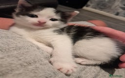 Domestic Shorthair cats for sale: 2 female kittens  - Image 2