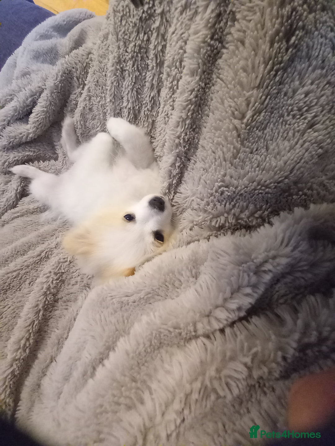 Pomeranian dogs for sale: Bautiful pomeranian puppies - Image 5