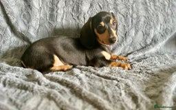 Dachshund dogs for sale: DACHSUND PUPPIES , ONE GIRL AND ONE BOY LEFT  - Image 4