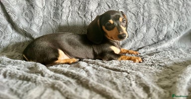 Dachshund dogs - Advert 10