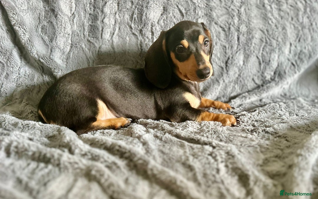 Dachshund dogs for sale: DACHSUND PUPPIES , ONE GIRL AND ONE BOY LEFT  - Image 4