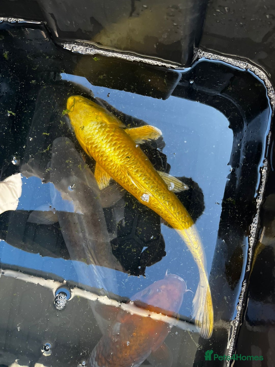 Koi Carp fish for sale: Japanese koi carp £100 each  - Image 20