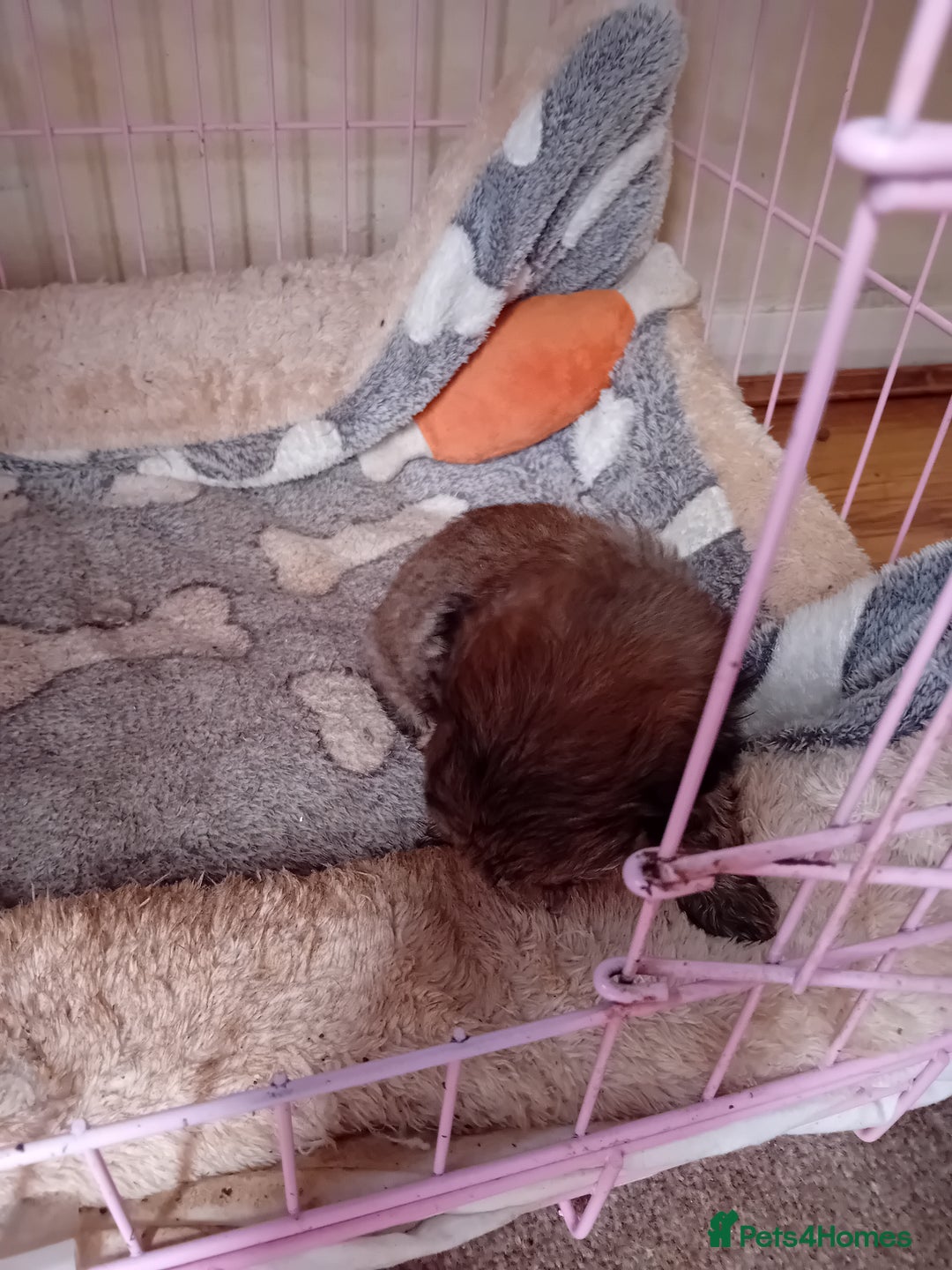 Shih Tzu dogs for sale: 6 Shih tzu puppies for sale - Image 10