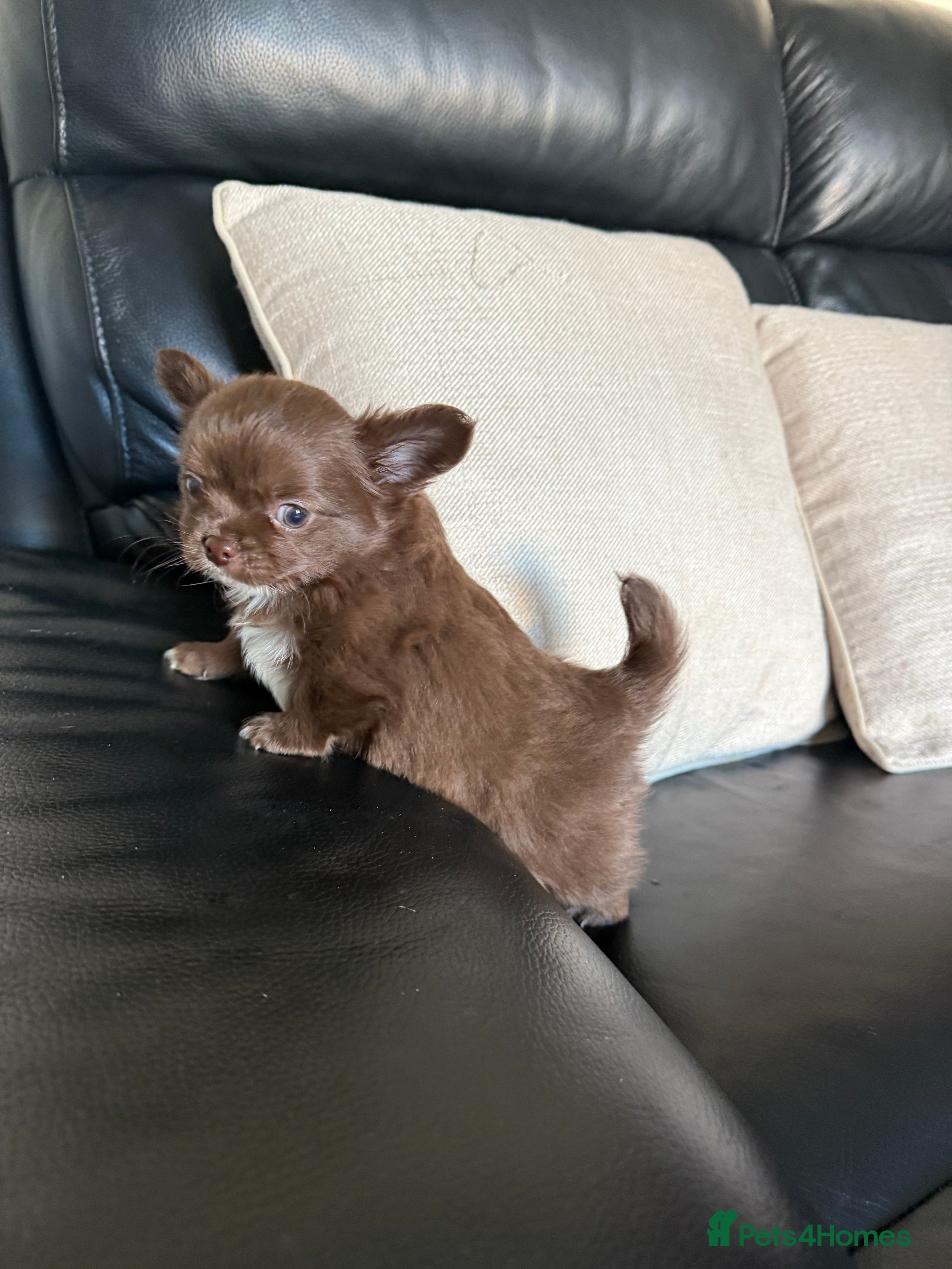 Chihuahua dogs Chihuahuas READY NOW  - Advert 9