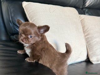 Chihuahua dogs Chihuahua puppies - Advert 6