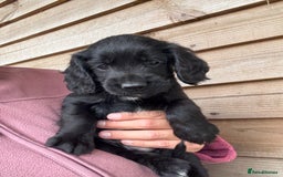 Sprocker dogs for sale: Sprocker spaniel puppy’s for sale  - Image 8