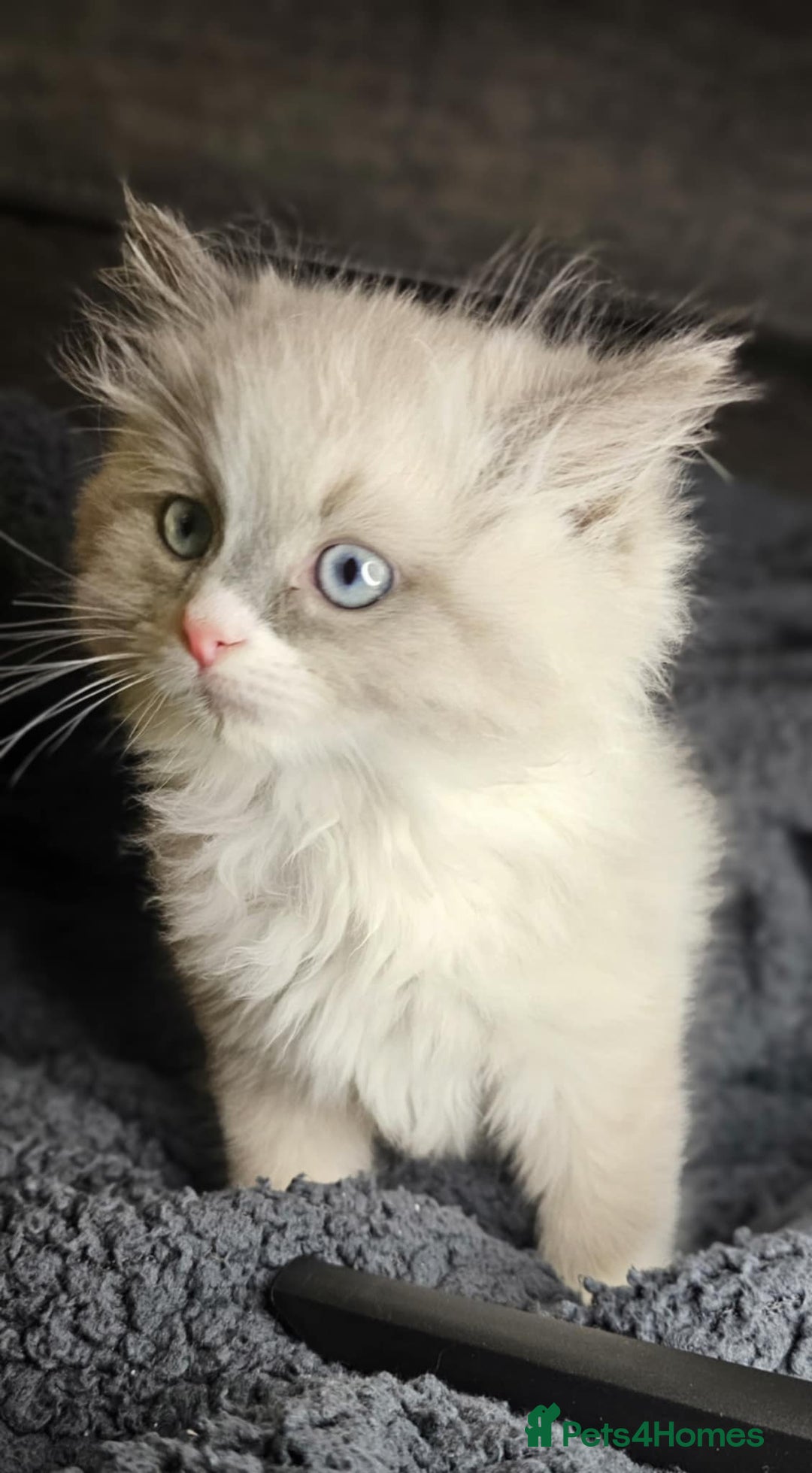 Ragdoll cats for sale: Beautiful ragdoll - Advert 10