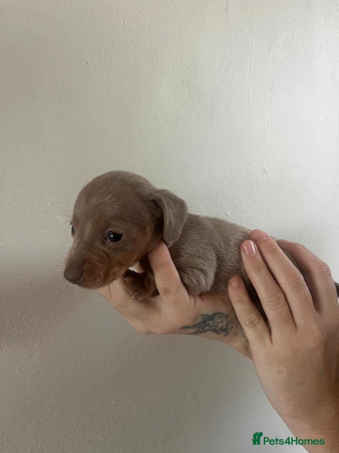 Miniature Dachshund dogs for sale: Stunning litter of mini dachshunds  - Advert 11