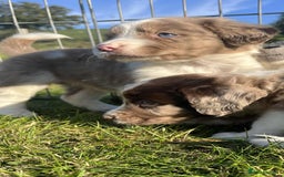 Sprollie dogs for sale: Beautiful Unique Sprollie Puppies - Image 14