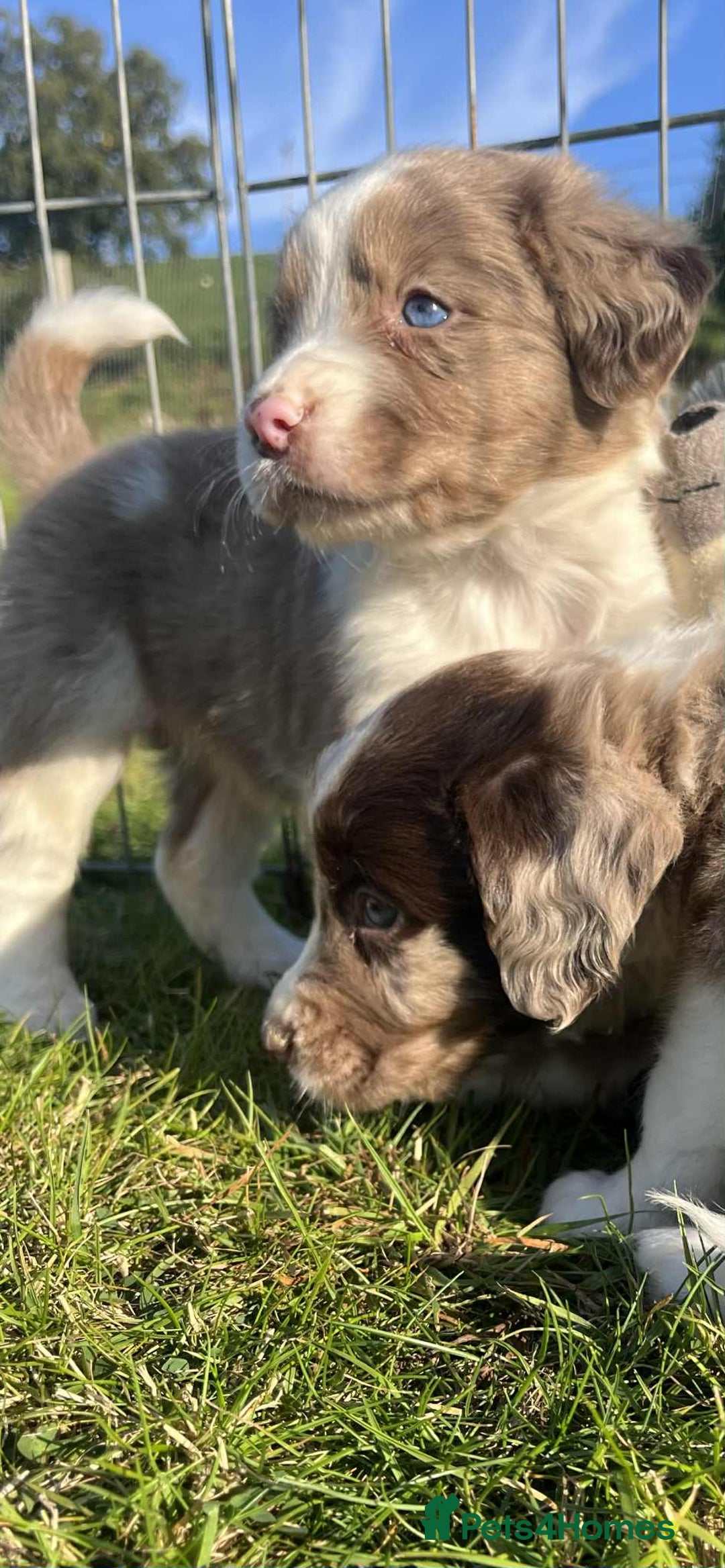 Sprollie dogs for sale: Beautiful Unique Sprollie Puppies - Image 14