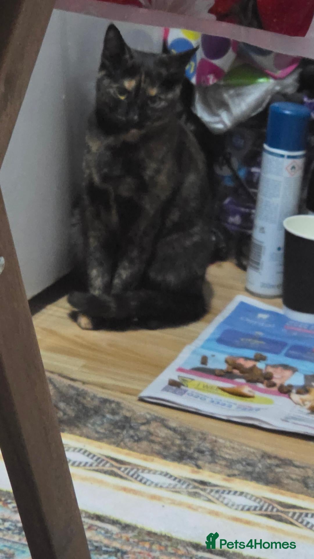 Mixed Breed cats Kitty - Advert 1