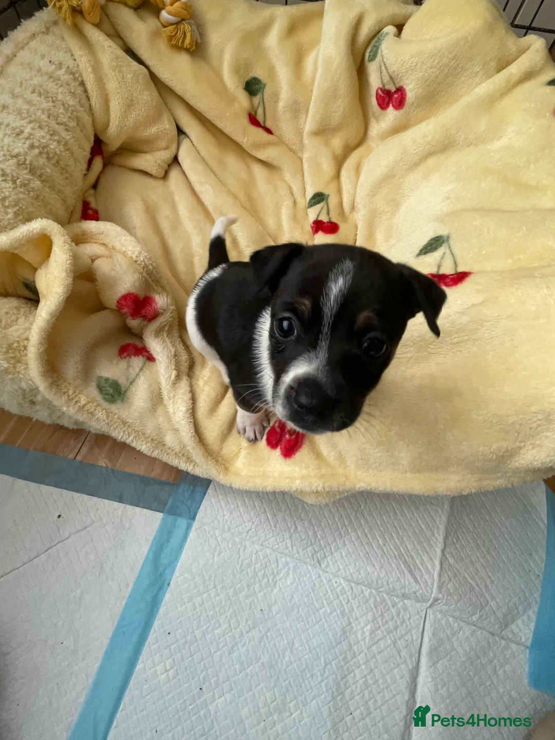 Jack Russell dogs for sale: Three male Jack Russell puppies  in Ramsgate - Advert 5