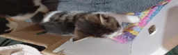 Mixed Breed cats for sale: 3boys&3 girls - Advert 13
