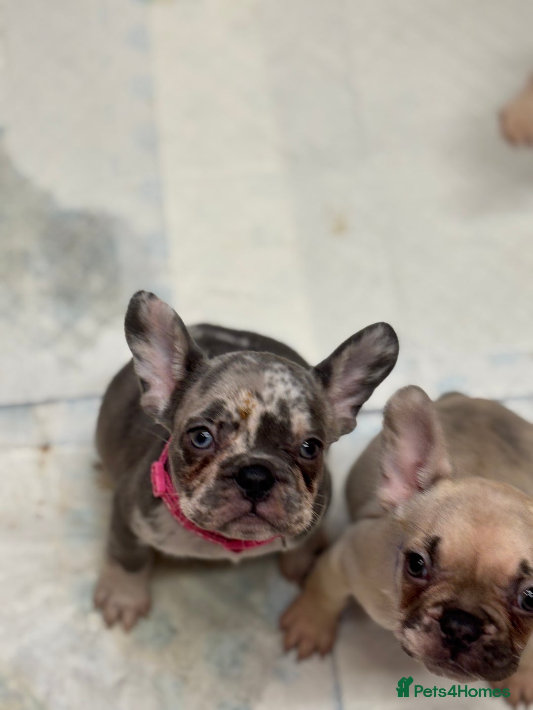 French Bulldog dogs for sale: 💕Adorable French bulldogs💕 - Advert 9
