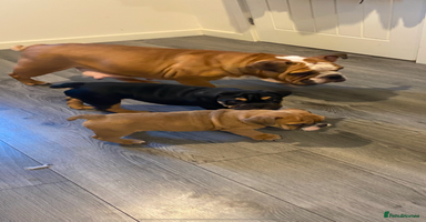 English Bulldog dogs 2 Gorgeous Pedigree English Bulldog pups Cornwall - Advert 2