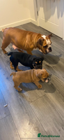 English Bulldog dogs 2 Gorgeous Pedigree English Bulldog pups Cornwall - Advert 2