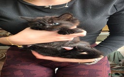Mixed Breed cats for sale: Little boy looking for a loving home - Image 2