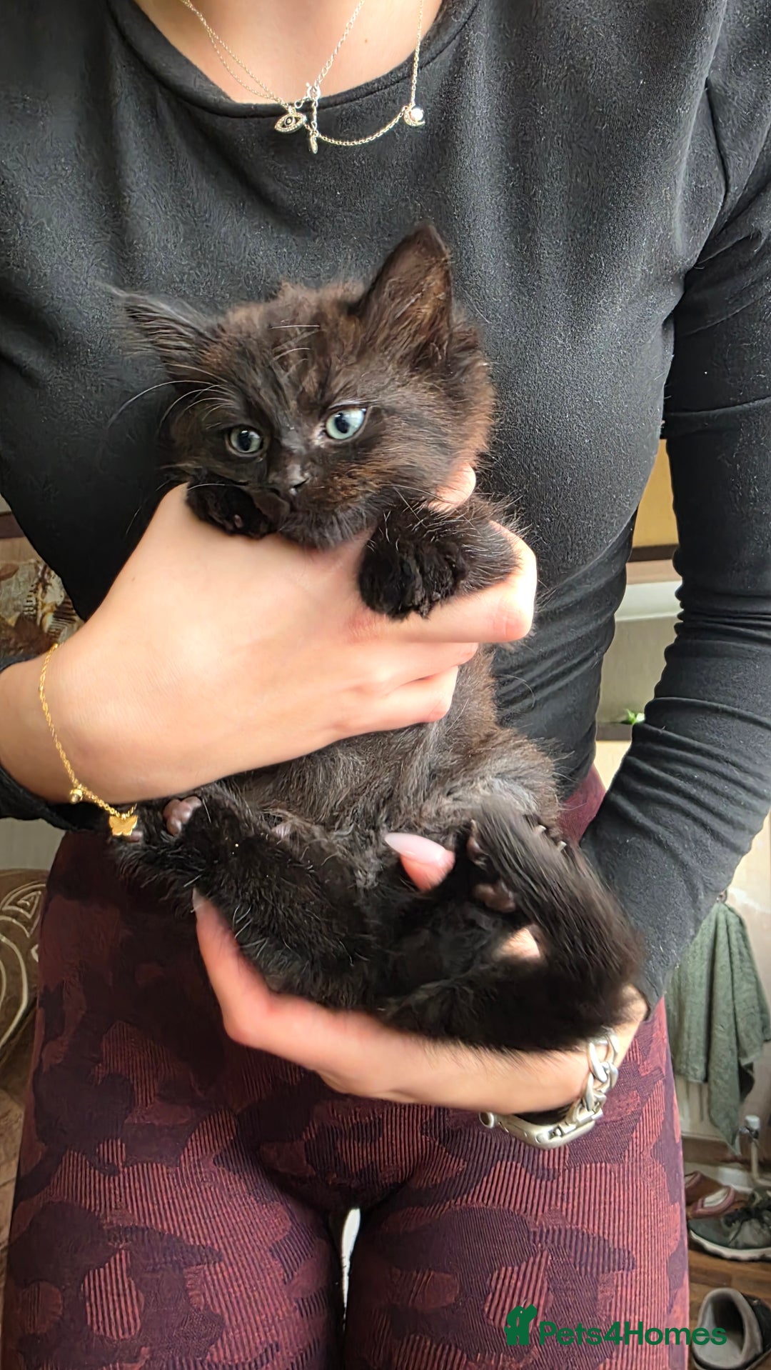 Mixed Breed cats for sale: Little boy looking for a loving home - Image 2