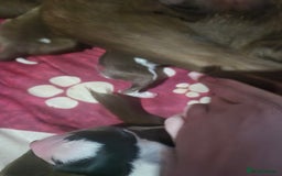 Mixed Breed dogs for sale: Gorgeous lurcher x bordercollie pups - Image 2