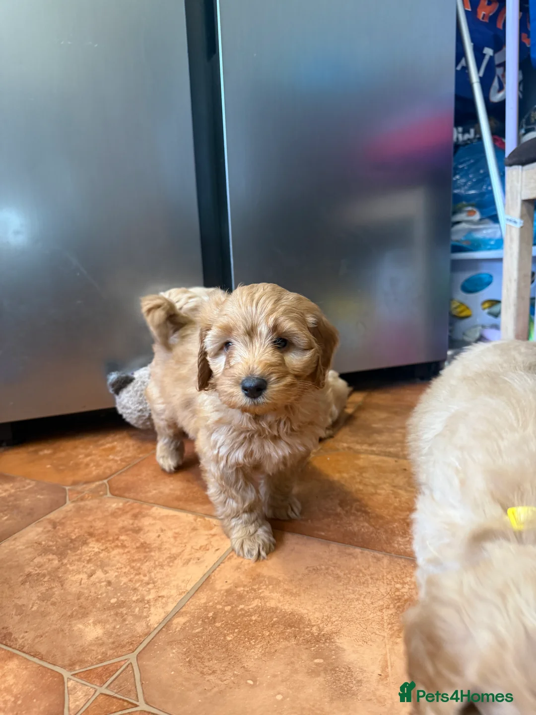 Cockapoo dogs for sale: Beautiful Health Tested Cockapoo Puppies - Advert 2