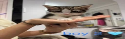 Mixed Breed cats for sale: 3 beautiful kittens for sale  in Mansfield - Advert 5