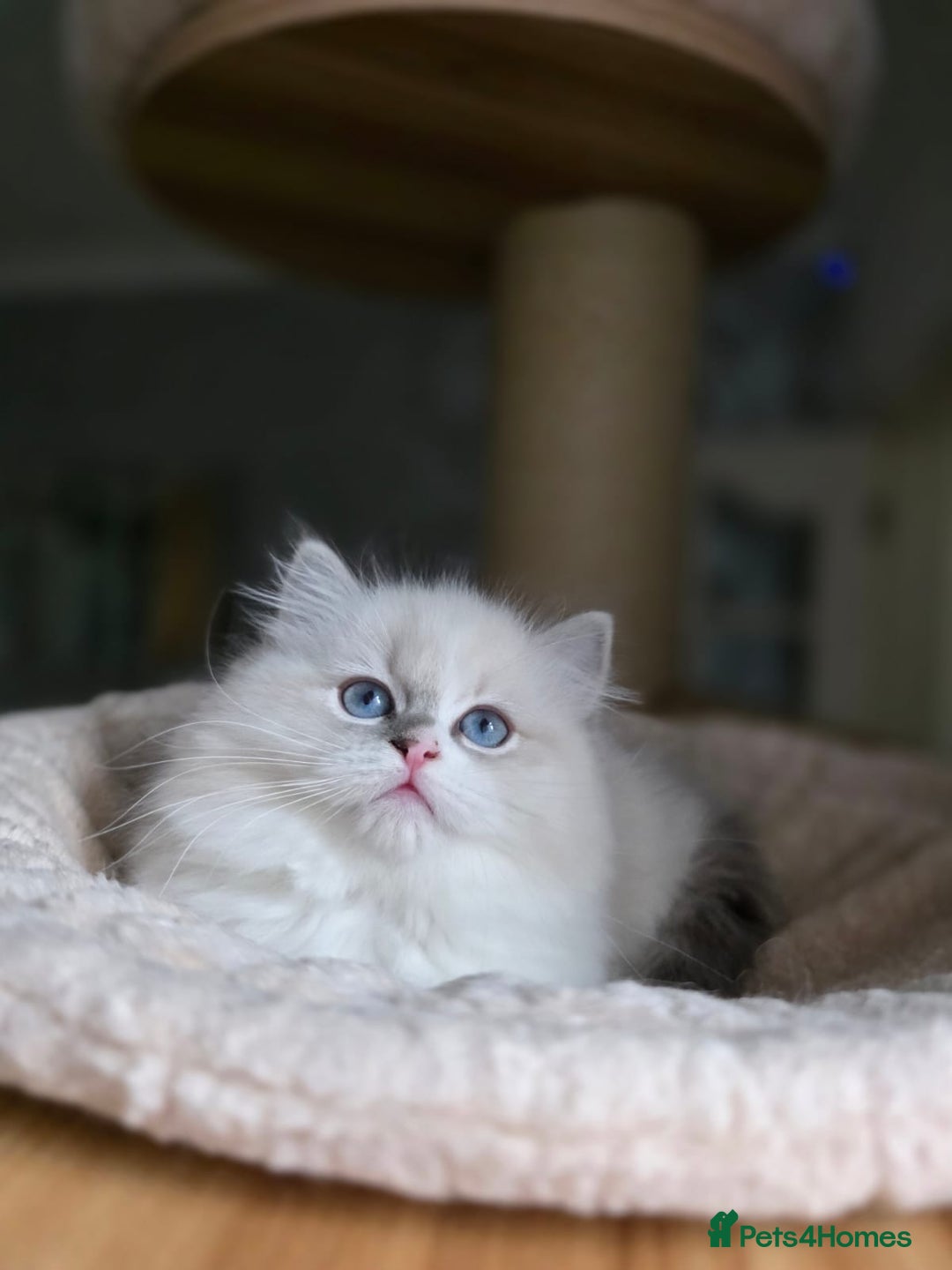 Ragdoll cats for sale: 🩷Amazing European Grand Champion lines🏆🥇 TICA💙 - Advert 18