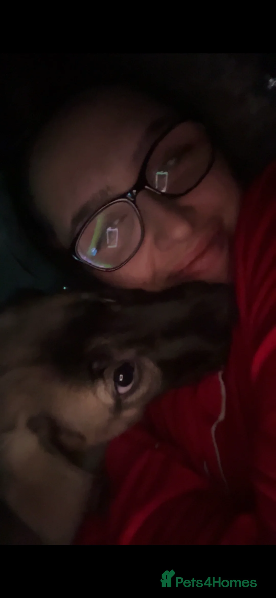 Mixed Breed dogs for sale: 9 month old pup looking for his forever home  - Advert 2