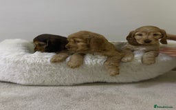 Cocker Spaniel dogs for sale: Show cocker spaniel puppies /ready to leave  - Image 17