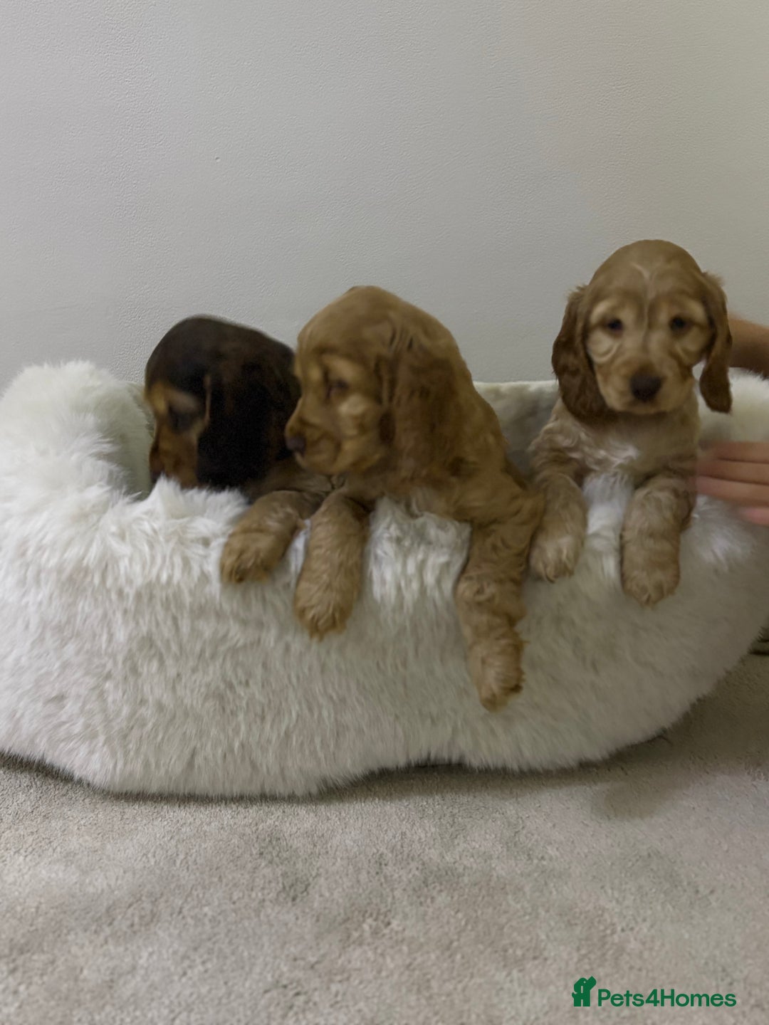 Cocker Spaniel dogs for sale: Show cocker spaniel puppies /ready to leave  - Image 17