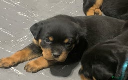 Rottweiler dogs for sale: AMAZING FULL PEDIGREE ROTTWEILER PUPPIES - Image 9