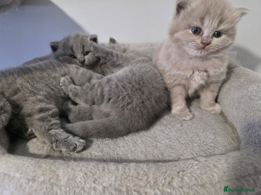 British Shorthair cats for sale: Beautiful GCCF register BSH and BLH - Advert 10