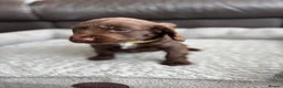 Cocker Spaniel dogs for sale: Beautiful KC Cocker Spaniels - Advert 20