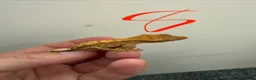 Gecko reptiles for sale: 12 x Crested Gecko babies - Advert 9