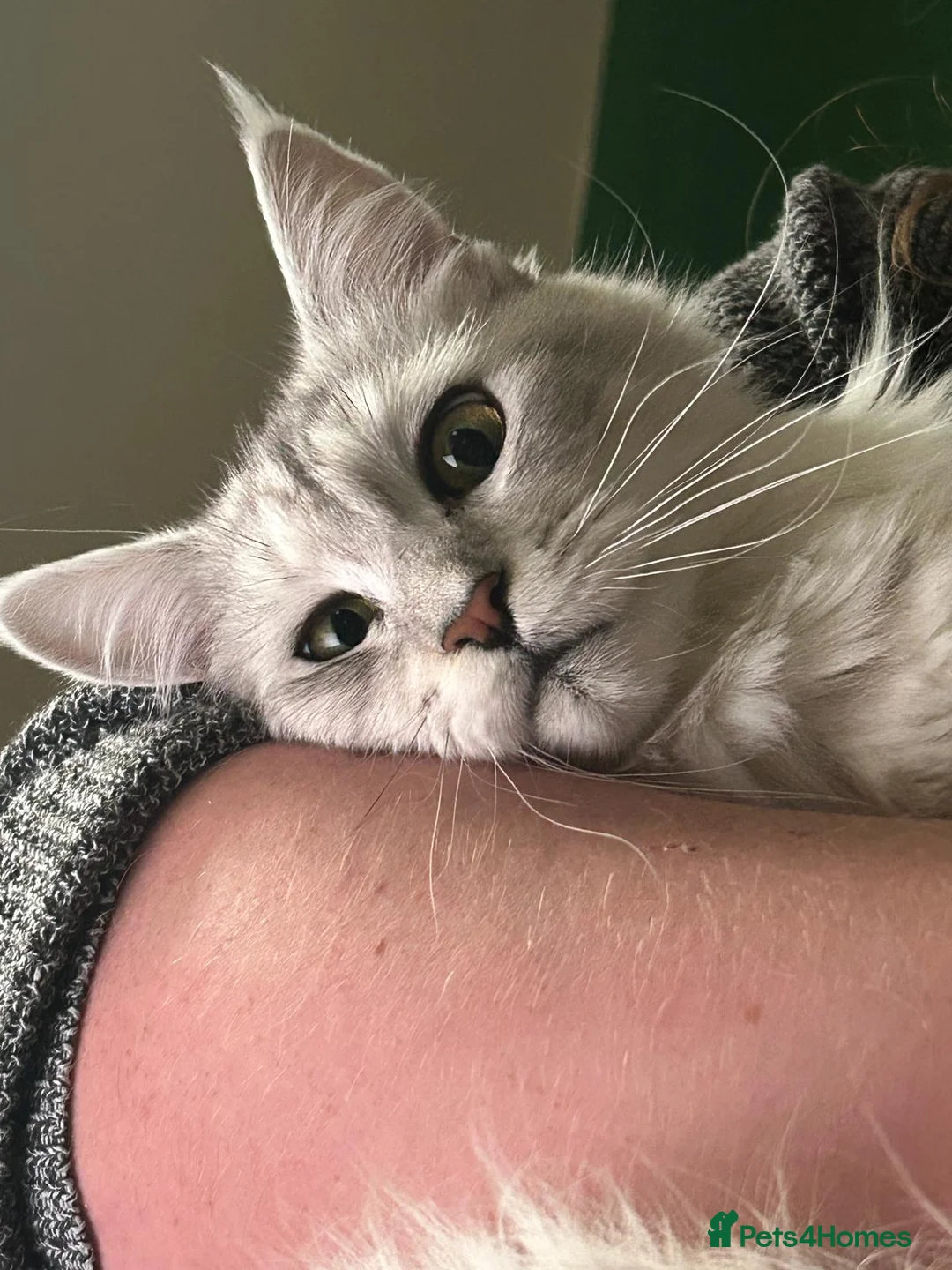 Maine Coon cats for sale: TICA Black Silver Ticked Pedigree Main Coone - Advert 2