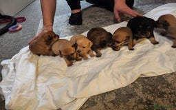 Mixed Breed dogs for sale: Beautiful jackchi puppies  - Image 23