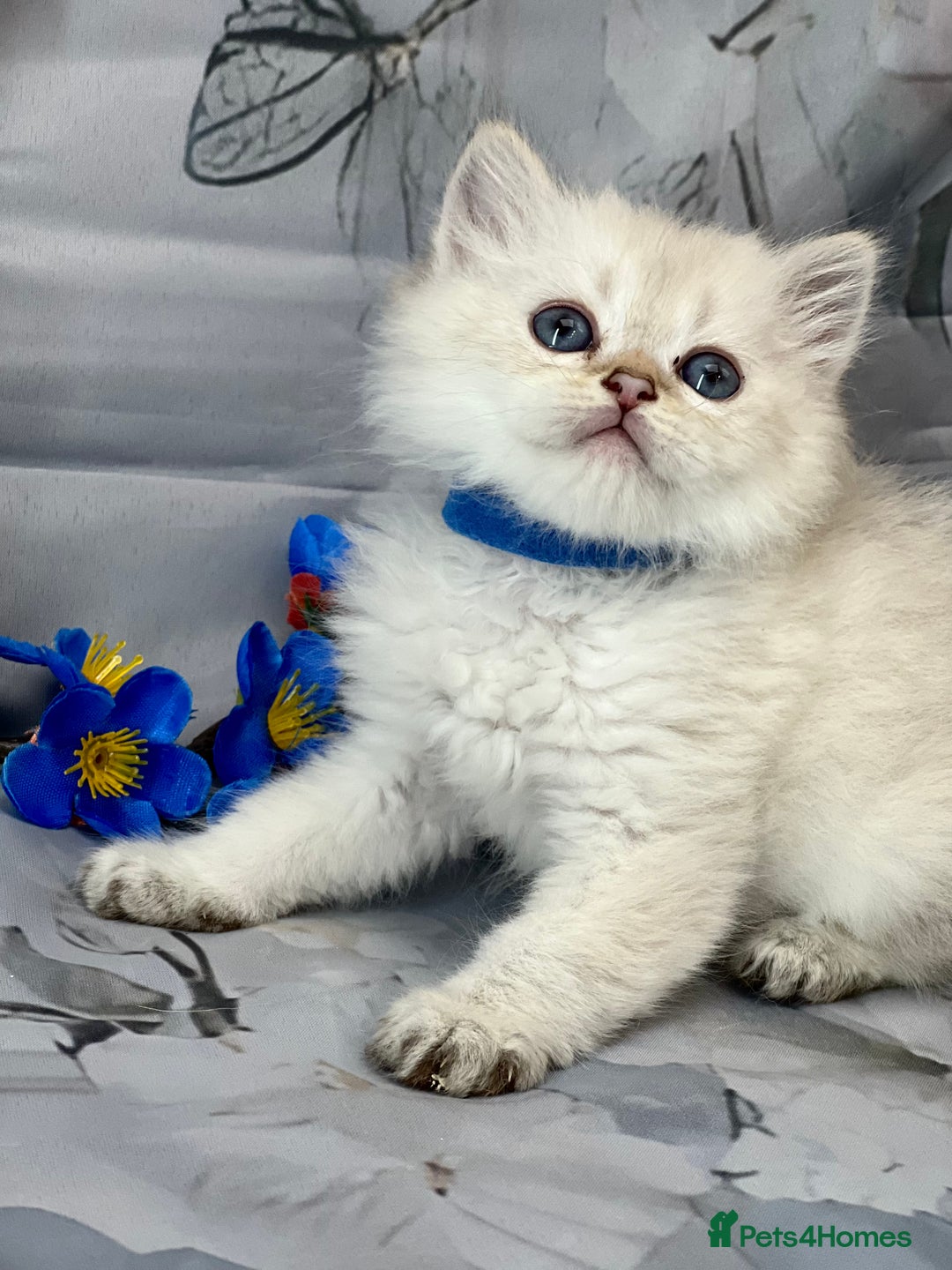 British Shorthair cats for sale: STUNNING TICA BRITISH SHORTHAIR/LONGHAIR KITTENS - Image 15