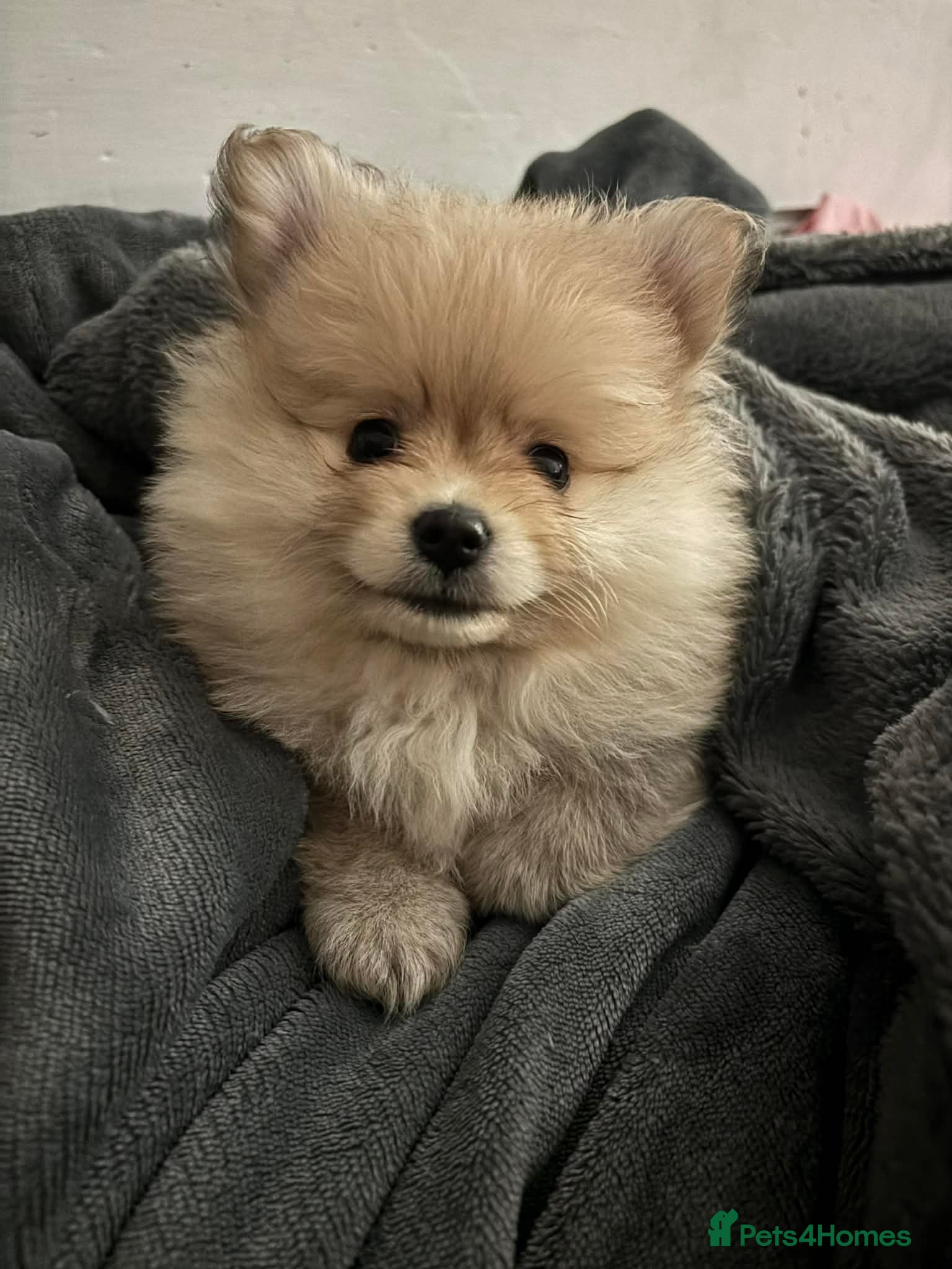 Pomchi dogs 3/4 Pom 1/4 chi Pomchi F1BB - Advert 6