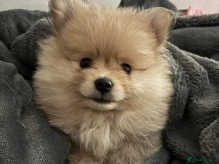 Pomchi dogs 3/4 Pom 1/4 chi Pomchi F1BB - Advert 6