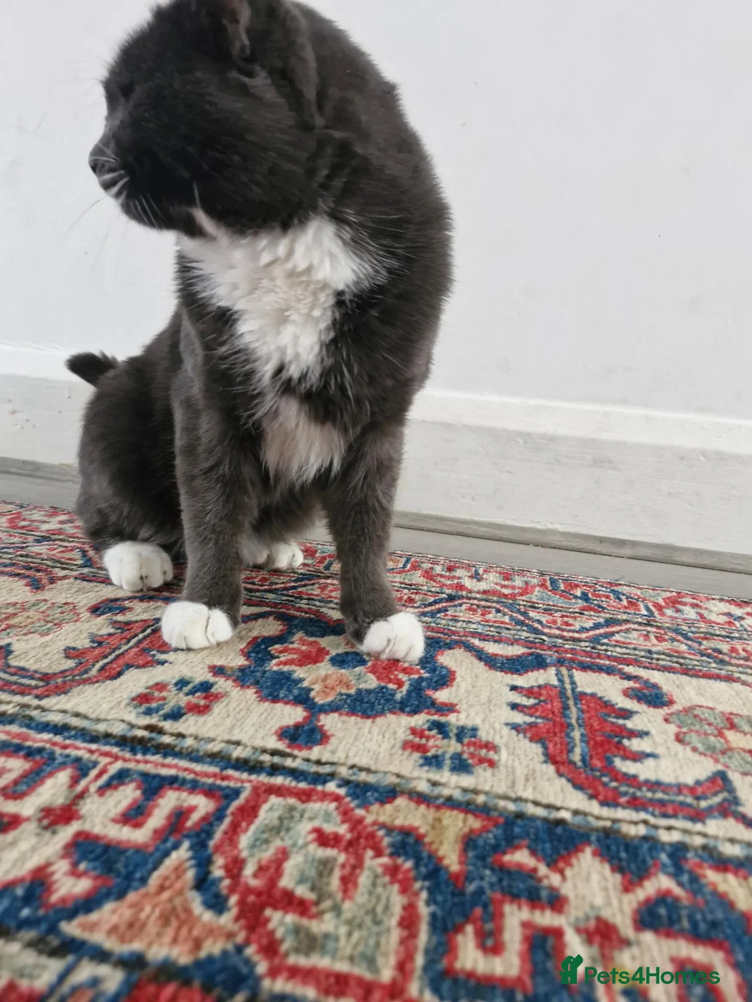 Domestic Shorthair cats for sale: 🐾 Meet Mimi! 🐾 - Advert 5