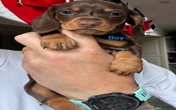 Miniature Dachshund dogs for sale: Adorable Smooth Haired Mini Daxis PRA CLEAR - Image 1