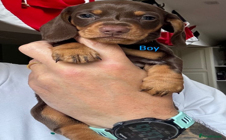 Miniature Dachshund dogs for sale - Advert 1