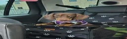 Dachshund dogs for sale: Dashound sauauage dog  in Warwick - Advert 1