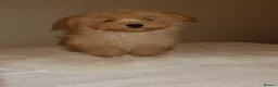 Pomapoo dogs for sale: Pompoo puppies  - Advert 9