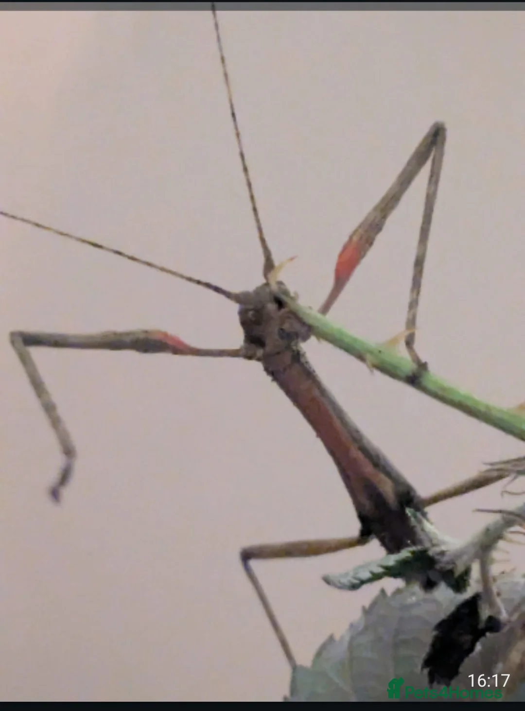 Stick Insects invertebrates for sale: Stick insect eggs - Advert 7