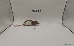 Rat rodents for sale: October Litters: 32 Rats For Sale - Image 33