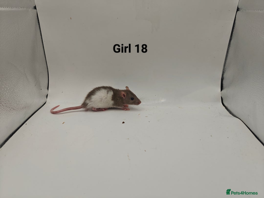 Rat rodents for sale: October Litters: 32 Rats For Sale - Image 33