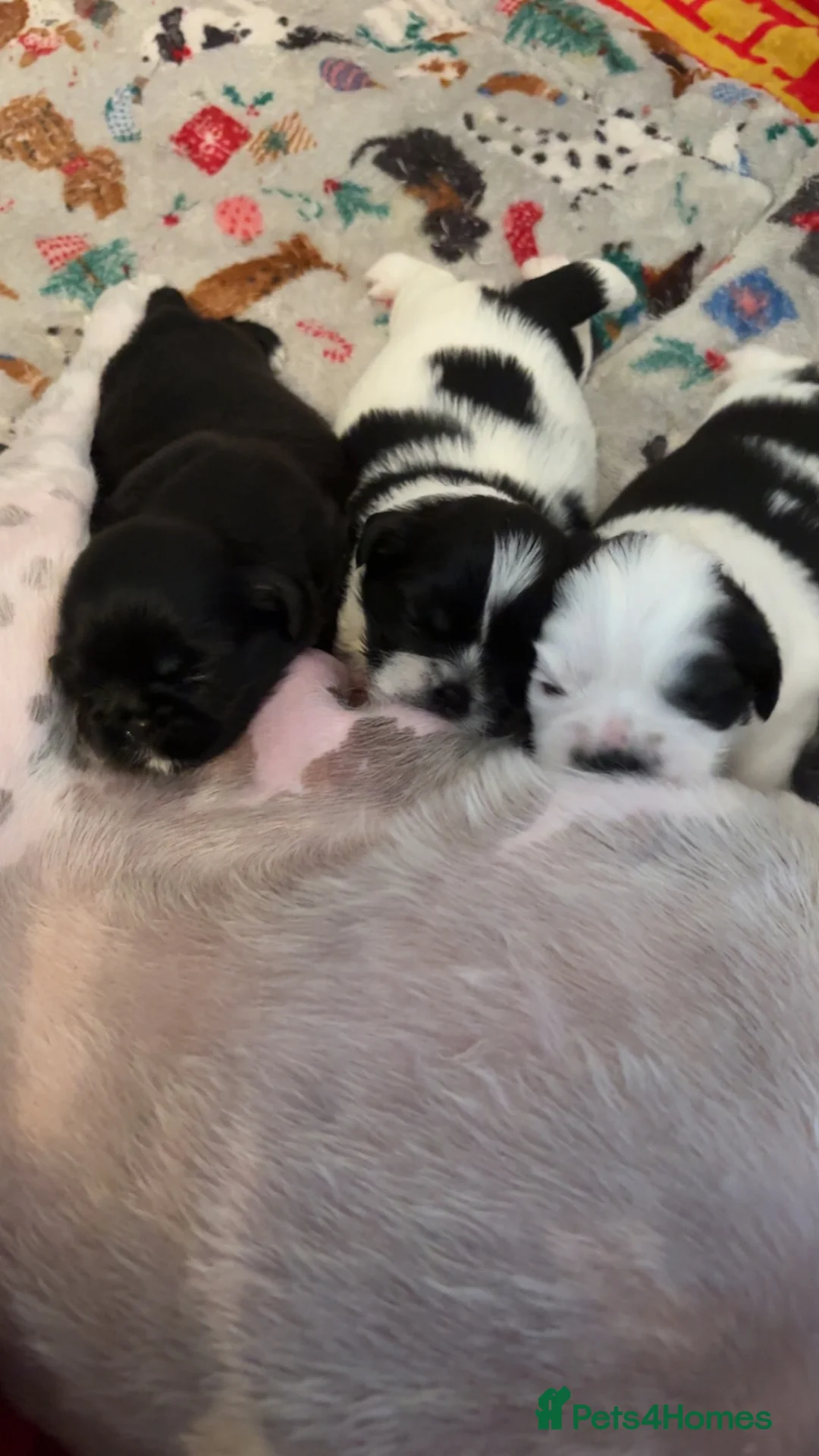 Shih Tzu dogs for sale: Beautiful Shihtzu pups 🐶 - Advert 2