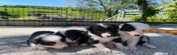 Border Collie dogs for sale: Border Collie Puppies  - Advert 24