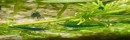 Shrimps fish for sale: 🔥Juvenile RED & BLUE SHRIMP 🦐 + a free plant 🍃 - Advert 19